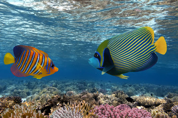 Fototapeta na wymiar tropical Fish. Underwater world