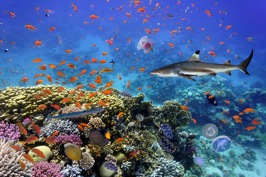 Coral Reef and Tropical Fish in the Red Sea