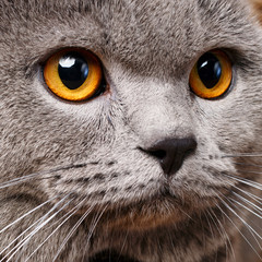 Naklejka na ściany i meble portrait of British Shorthair cat