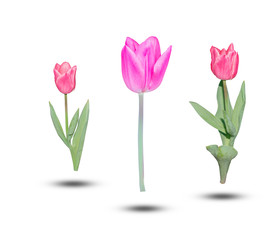 Beautiful pink tulips green leaf isolated on white background.