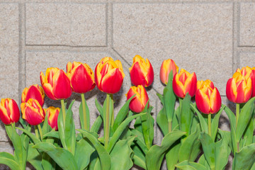 Beautiful tulips on the wall background.