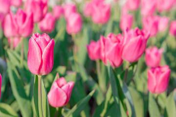 Beautiful pink tulips in flowers garden.