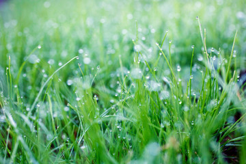Dew on a grass in spring