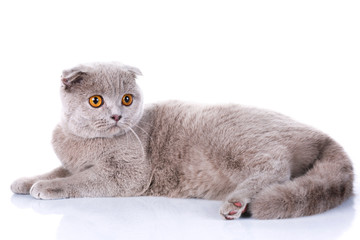 Scottish fold cat grey on white background