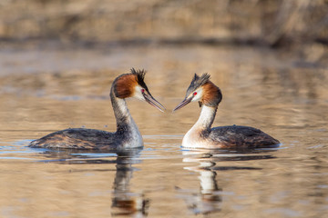 Courting great crested grebes (Podiceps cristatus), Italy