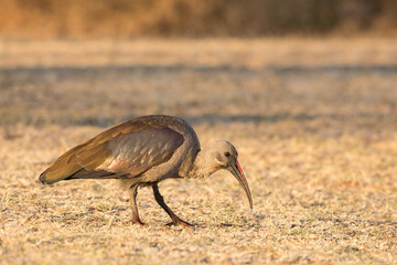 Obraz na płótnie Canvas Hadada ibis (bostrychia hagedash), Kruger Park, South Africa
