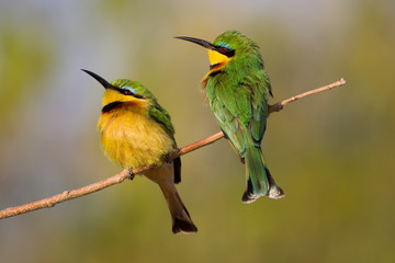 Little bee-eater couple (Merops pusillus), Botswana, Africa