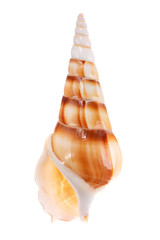 Sea shell isolated on white background