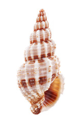 Sea shell isolated on white background