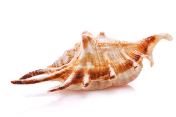 Sea shell isolated on white background