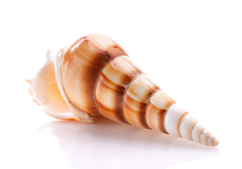 Sea shell isolated on white background