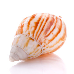 Sea shell isolated on white background