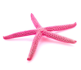 Sea Shell in the shape of star isolated