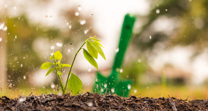 Growth, Plant, Rain.