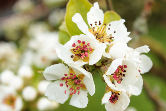 Birnbaumblüten im Frühling
