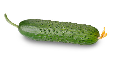 cucumber isolated on a white background with clippin path