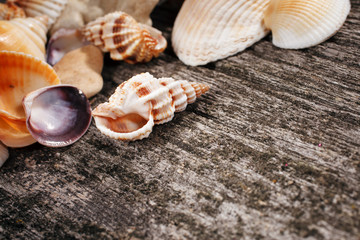 Sea shells on wooden background