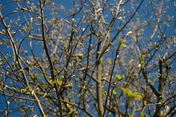 New branches on the blue sky