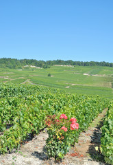 Fototapeta na wymiar in den Weinbergen bei Epernay in der Champagne,Frankreich