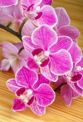 Fototapeta na wymiar branch of pink orchids on wooden background