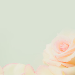 Obraz premium sweet pink roses in soft color and blur style