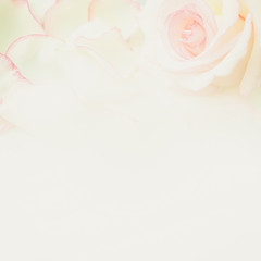 sweet pink roses in soft color and blur style

