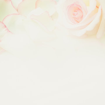 sweet pink roses in soft color and blur style

