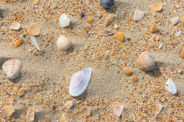 Several multi-colored sea shells lie on the sea sand