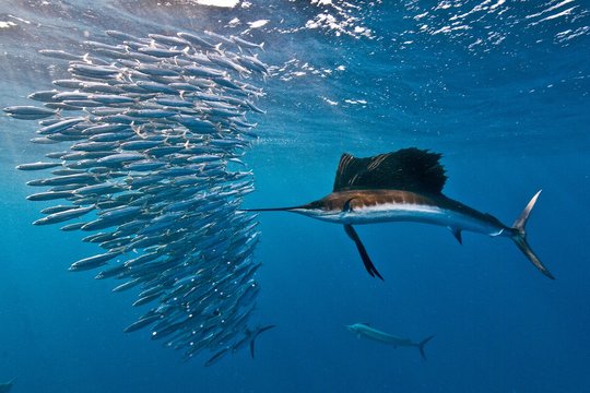 Atlantic sailfish (Istiophorus albicans) attacking a sardine baitball hoping to strike one with its serrated bill, Isla Mujeres, Mexico