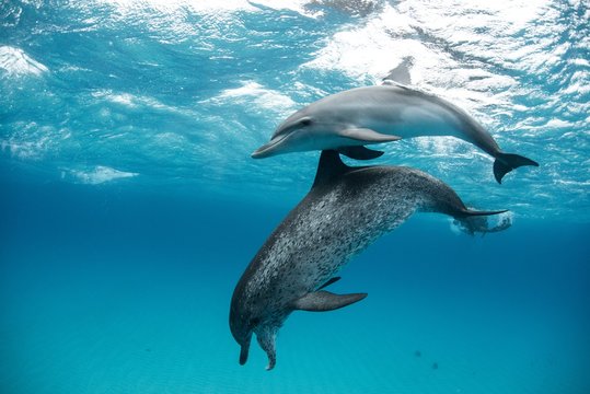 Atlantic spotted dolphin (Stenella frontalis), swimming underwater, close-up, Bahamas