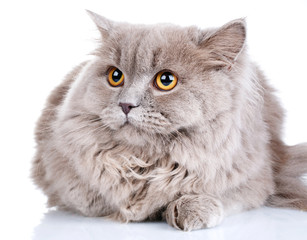 gray cat with yellow eyes  on a white background