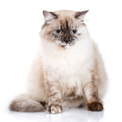gray cat with blue eyes on a white background