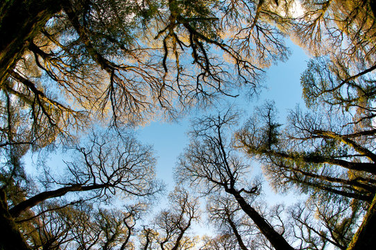 looking up through trees toward a blue sky,
trees photographed with a fish eye lens to produce a circular effect.