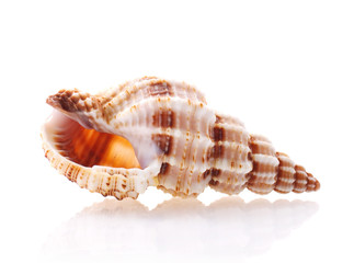 Sea shell isolated on white background