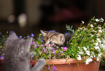 two Little kitten in а flowerpot