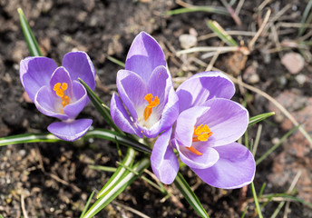 Crocus -blomming spring flowers.