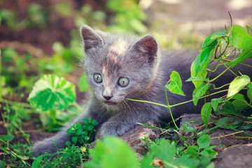 Naklejka na ściany i meble Cute little cat playing on the grass
