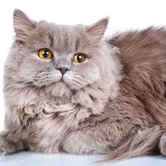 Naklejka na ściany i meble gray cat with yellow eyes on a white background