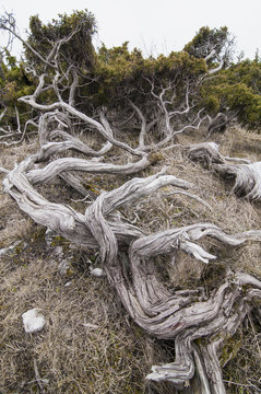 Old tree