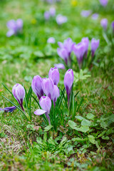 Group of Purple crocus (crocus sativus) with selective/soft focu