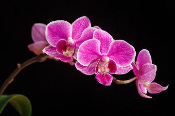 Fototapeta na wymiar branch of pink orchids isolated on a black background