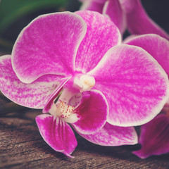 Fototapeta na wymiar branch of pink orchids on wooden background