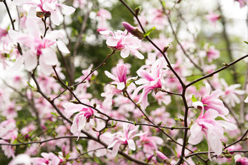 Magnolia plant blooms in spring on a sunny day