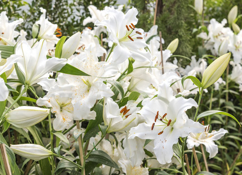 Beautiful white lily in garden field, Lilium flower Section Archelirion