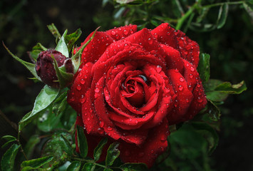 Garden red rose with dew drops