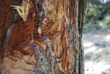 Resin flowing from the damaged wood.