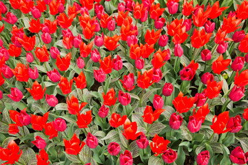 Red and pink tulips in the park as floral background.