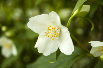 Macro White Flowers