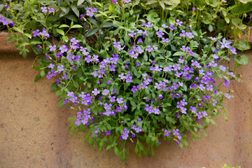 a mass of purple aubretia flowers growing over the rim of a planter