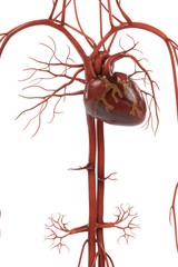3d renderings of human circulatory system